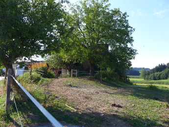 Wiese2